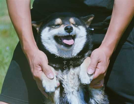 Ckc sales shiba inu